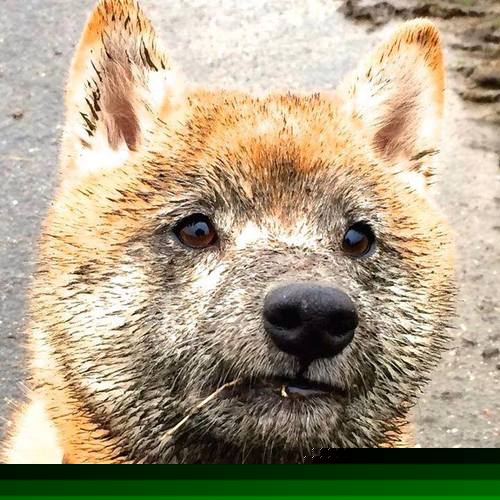 世界杯中国队战平 球迷热议技战术细节,世界杯中国队形势