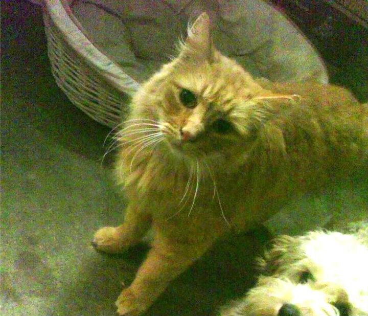 俱乐部高层过度干预技战术布局