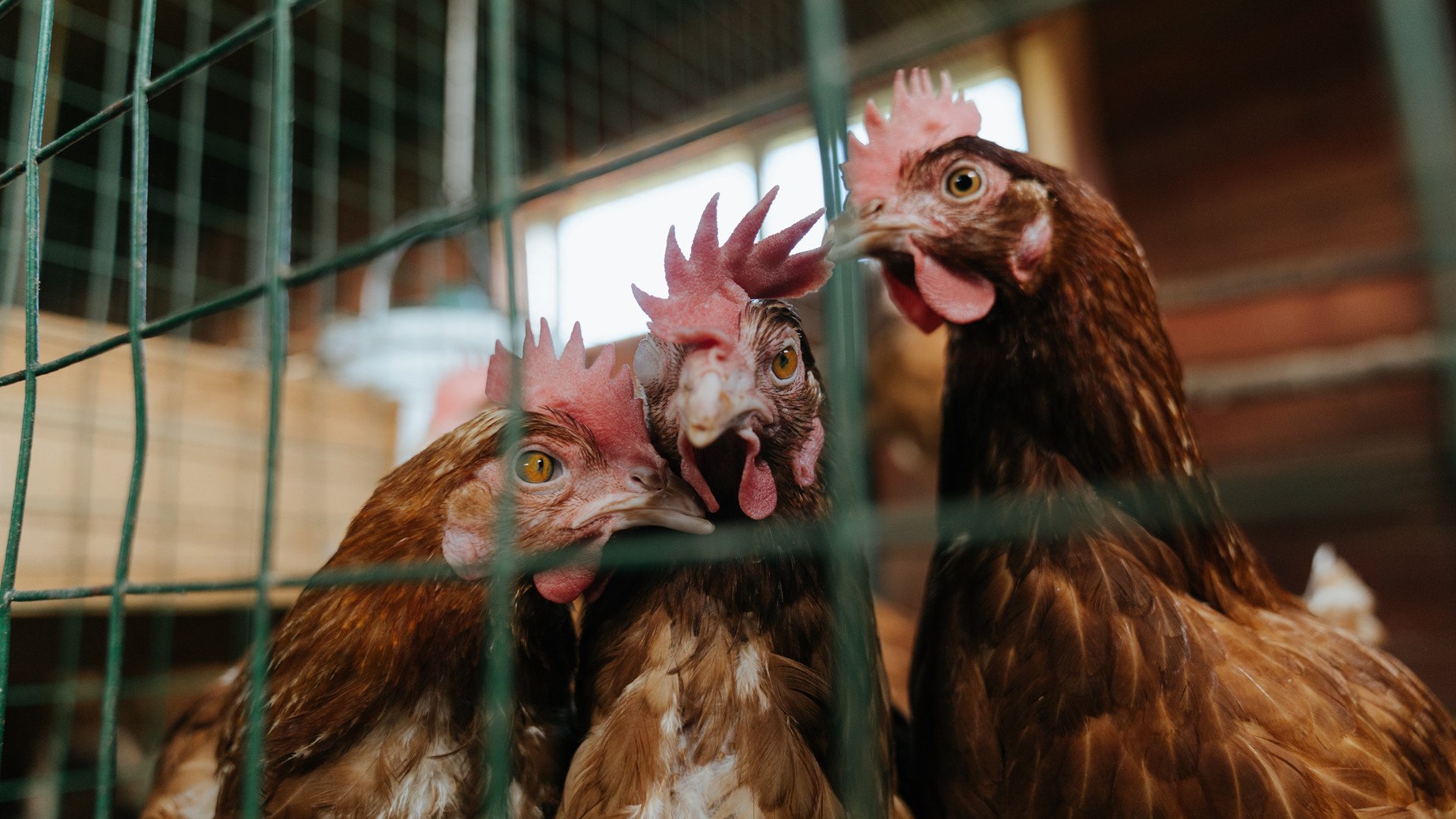 乐鱼电竞在线平台-斯图加特反击效率提升助力连胜，斯图加特as