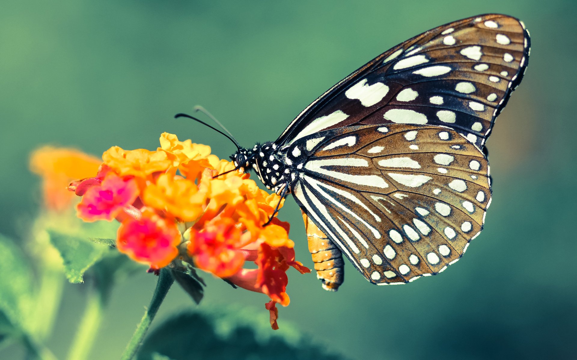 CBA球员自媒体运营日趋成熟扩大个人影响力,cba业余球员