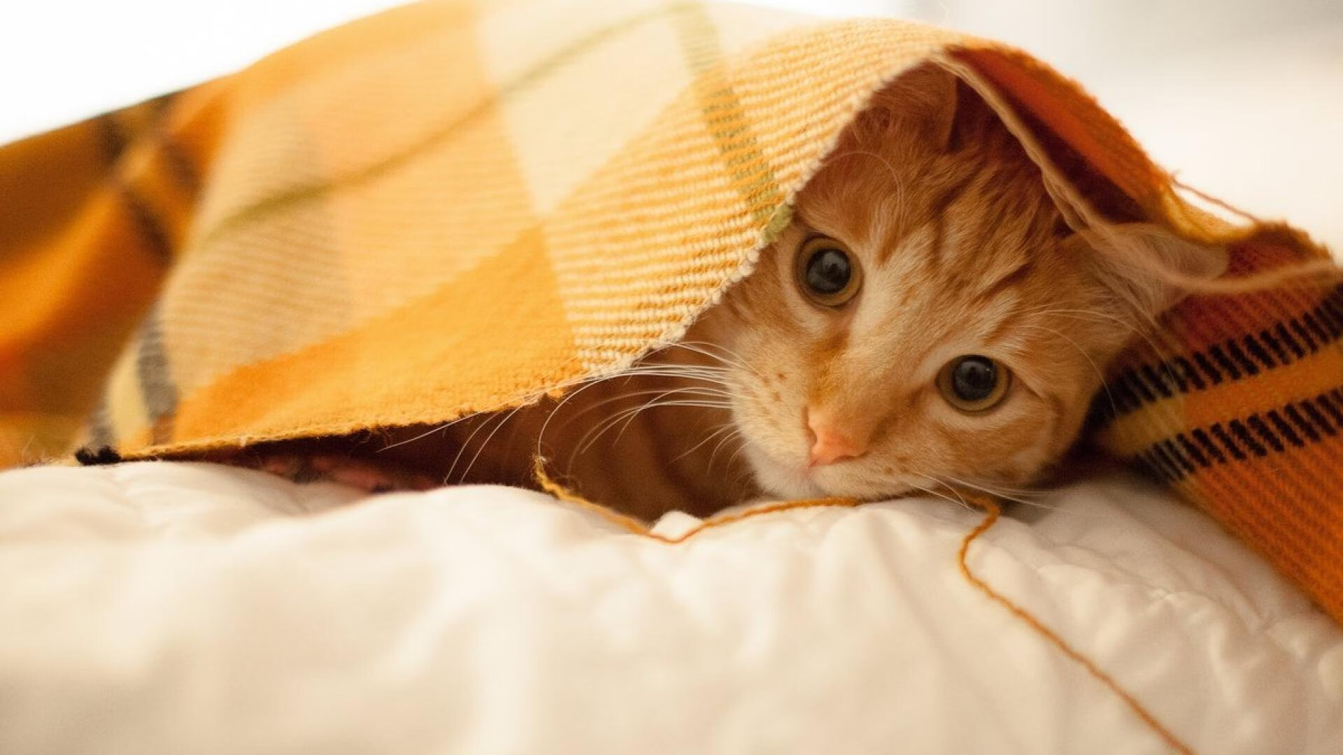 全黑队精准传球与快速反击,成橄榄球冠军赛中的杀手锏,橄榄球黑人教练