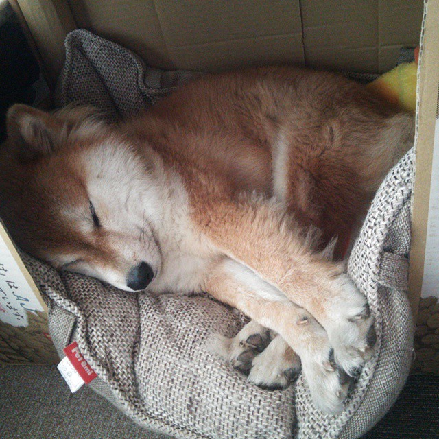 格鲁吉亚女篮在欧洲锦标赛中再夺佳绩,继续突破自我,格鲁吉亚女子联赛