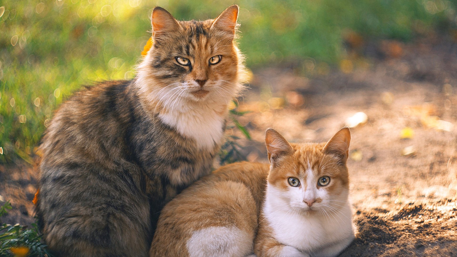 leyu乐鱼官网登录入口-格鲁塞100米蝶泳决赛发挥稳定